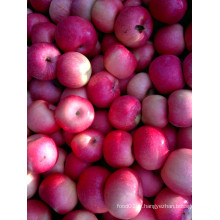 FUJI Apples